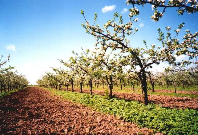 Вырастить яблоневый сад своими руками?! – Проще простого - Agrobiz.net