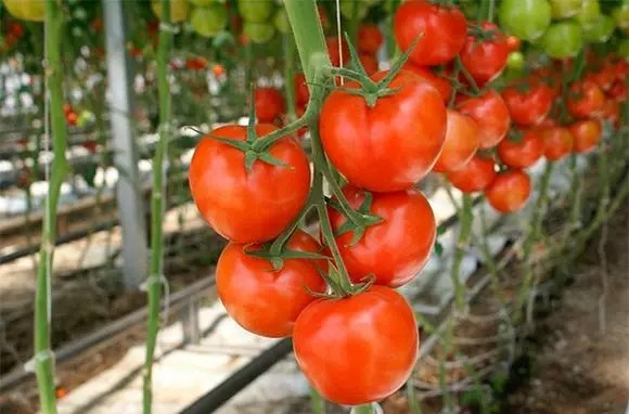 Распутывание генетического наследия томатов - Agrobiz.net
